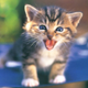 Image for article titled Florida Kittens Save Lives • NARAL Endorses Obama